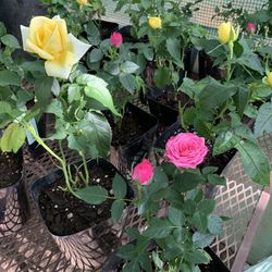 Mini Miniature Rose Flower Live Plant   Rosa Mini Planta - 4 inch pot
