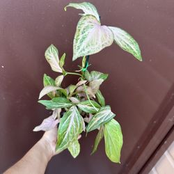 4” syngonium pink splash
