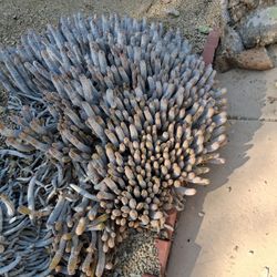 SAN PEDRO CACTUS- MESS C ALENE