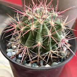❤️🌵Mexican Fire Barrel Cactus🌵❤️4” Pot