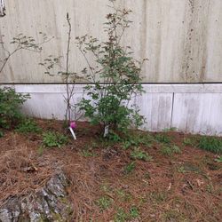 Plant For Sale