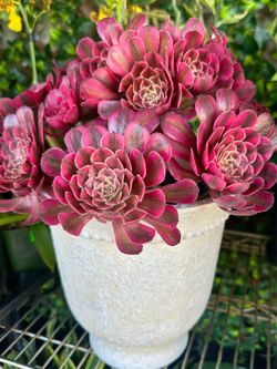 Rare Aeonium Import Succulents sang đá hoa hồng nhập$55-up