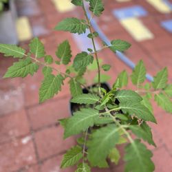 Tomato plant in a pot
