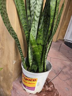 Snake Plant 