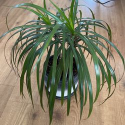18” Dragon Tree 🌳 