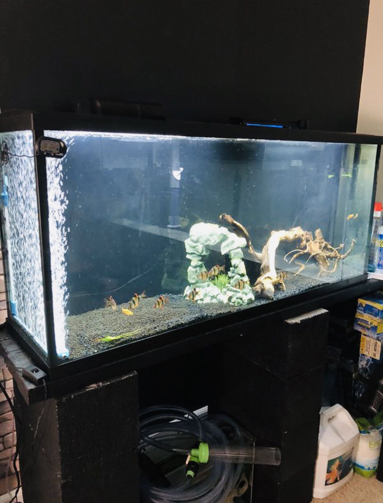 55 gallon fish tank with filter