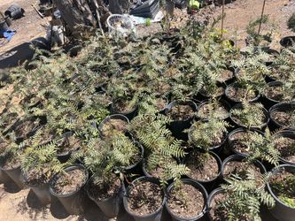 California pepper Tree 