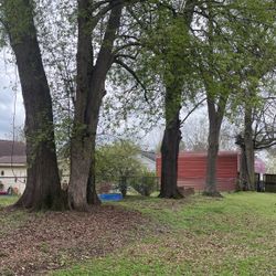 Seven(7) Mostly Hardwood Trees - Approx 50ft. 