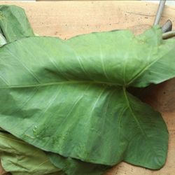 Edible Taro Leaves (Patra)