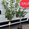  Plant’s For Sale🪴🌿🌱🌳 