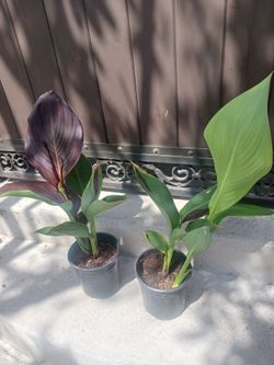 Canna Lili or platanillos