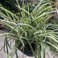 HERMOSAS PLANTAS NATURALES “ARAÑA PLANT”