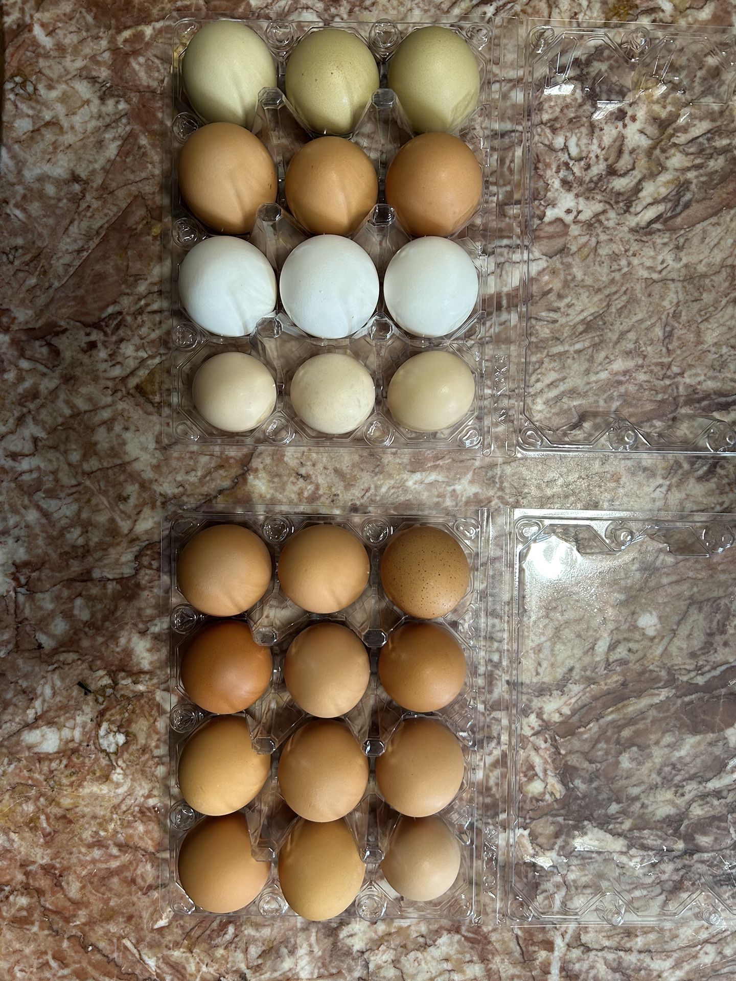 Fresh Eggs For Eating 