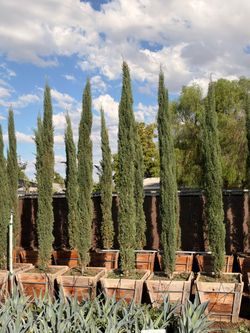 Italian cypress 24 gal 10 feet tall when planted