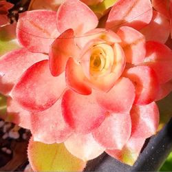 Rare Variegated Aeonium Pink Lady On Gallon Size Pot Pick Up In Upland 
