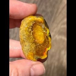 Rare phantom fossil opal