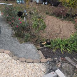 Weeping Redbud Trees