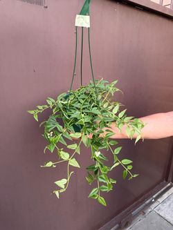 6” hoya bella