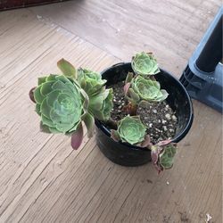 Succulent 