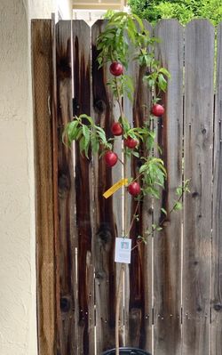 Candy Pearl White Nectarine Grafted Fruit Tree Plant 5 Gallon Pot Live Plant Exceptional Sweet Fruit