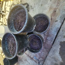 Pots With Potting Soil