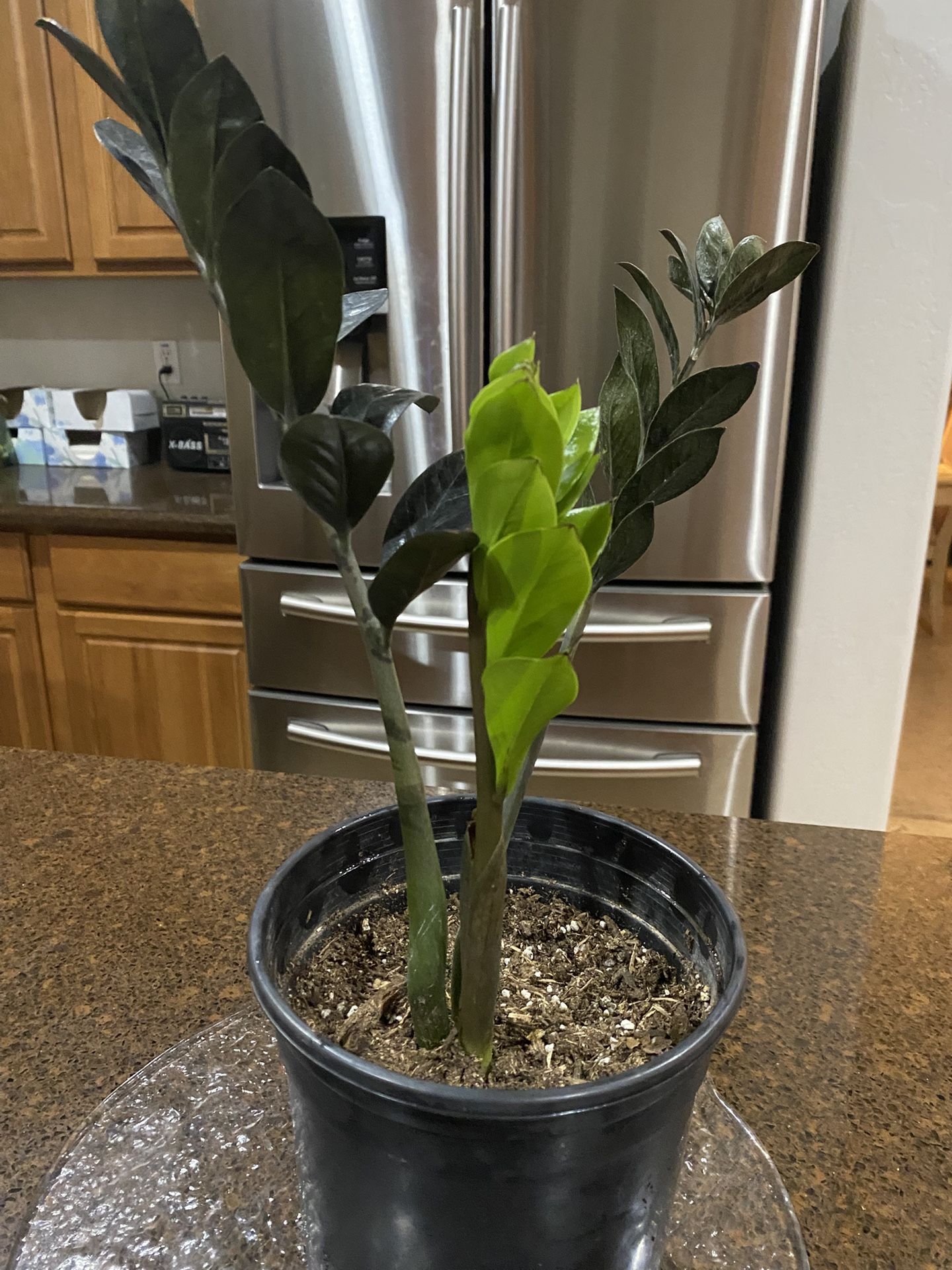 Healthy Raven Zz Plants