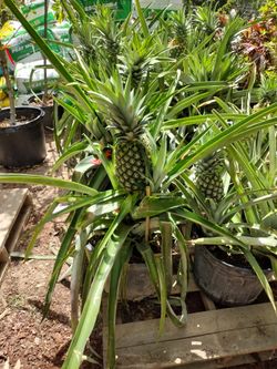 Piñas Grandes 