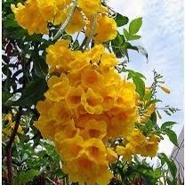 tecoma stan tree Clippings For Propagation! 