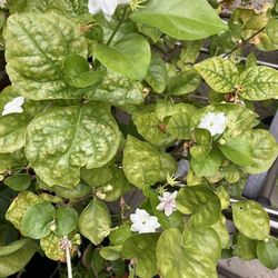 Jasmine Plant
