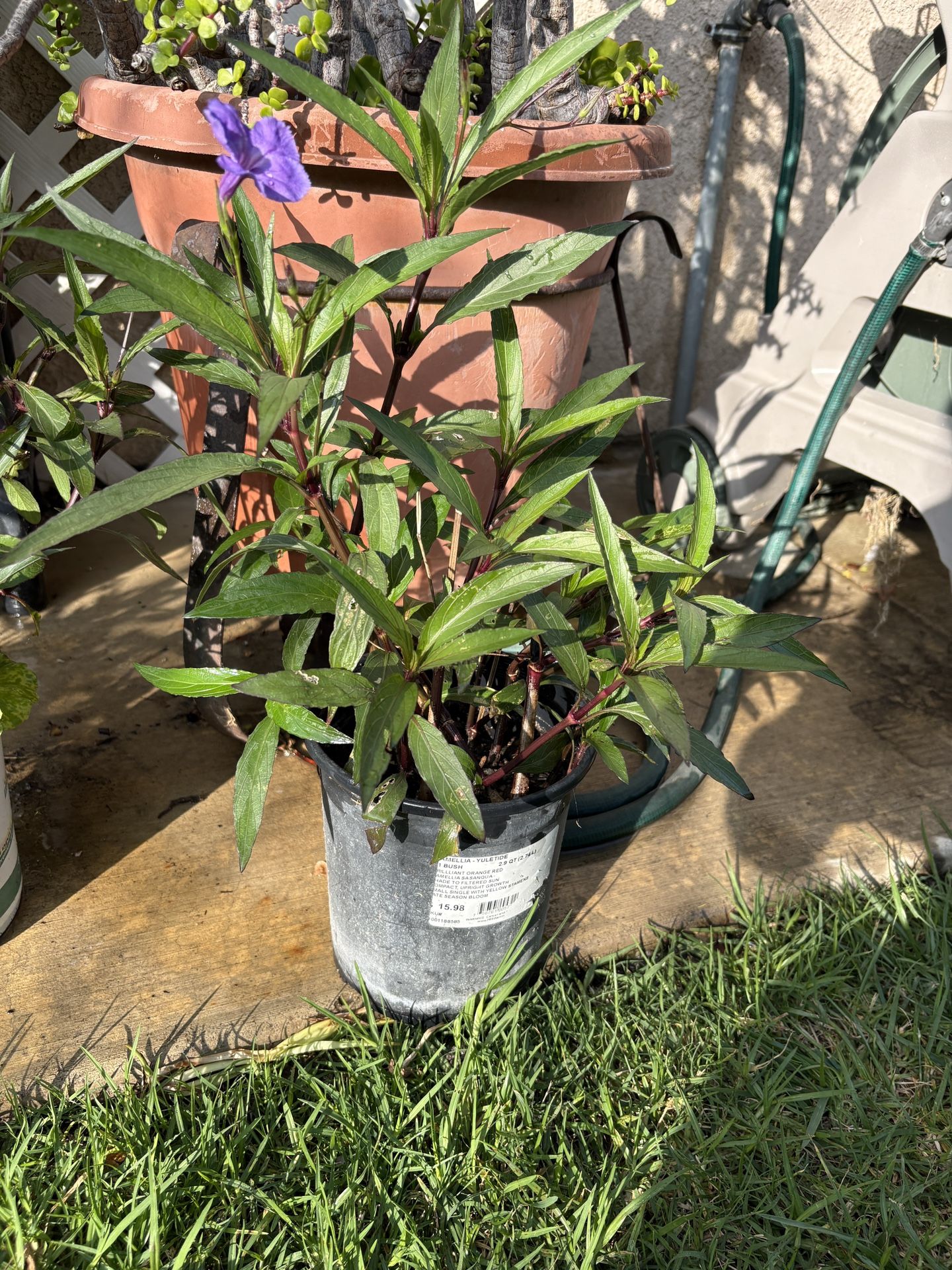 Mexican Petunia Plant