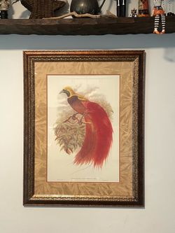 Framed art Red Bird