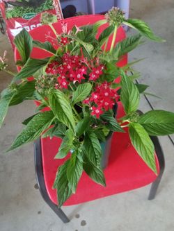 planta bonita