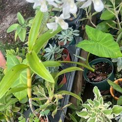 White Night Fragant Orchid Dendrodium 