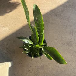 sanseveria aubrytiana Collection
