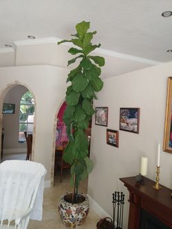 Fiddle Leaf  Tree 11+ feet tall