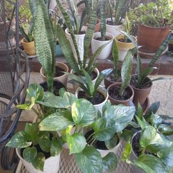 Philodendrum Desk Plant Present  Gift