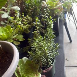 Plantas De $4  Y $5 Dolares Muy Bonitas