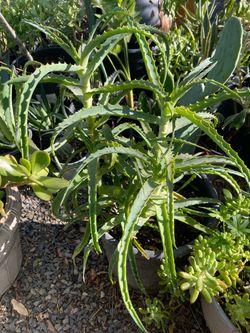 aloe vera big sizeplant
