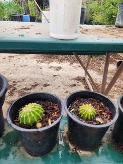 Plantas baratas