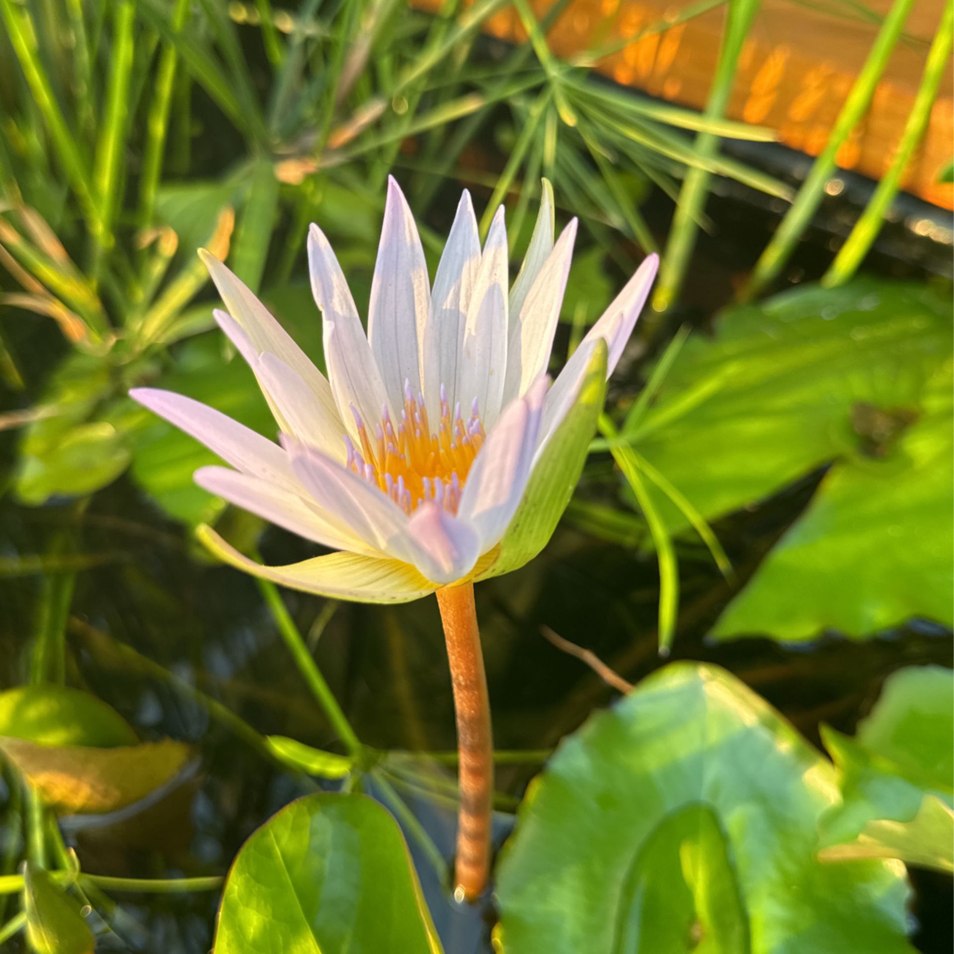 Lily Pad Plant Offshoots 
