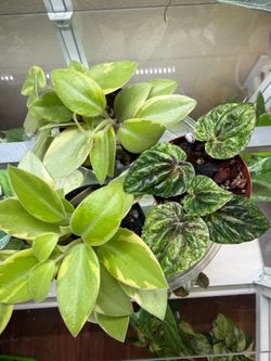 Peperomia starter plants