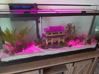 55 Gallon Full Aquarium With Everything