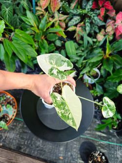 Alocasia Frydek Albo