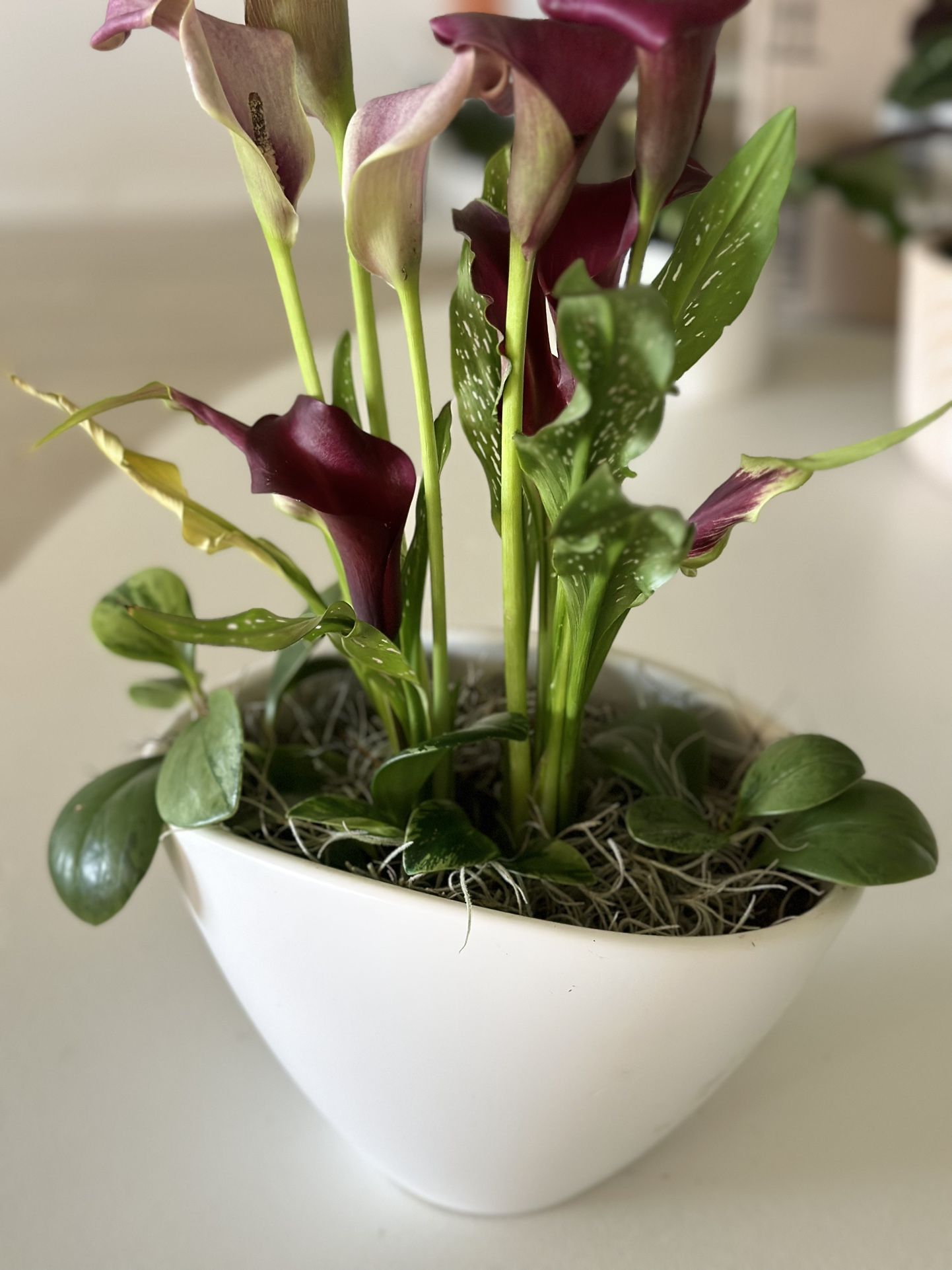 Purple Lily Gift Potted Plant