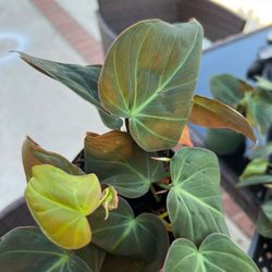 Philodendron Micah’s Indoor Plants 