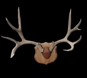 Mounted DEER antlers