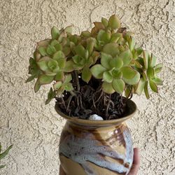 Aeonium 'Kiwi' Potted