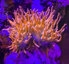 Miami sunburst anemone BUBBLE TIP ANEMONE