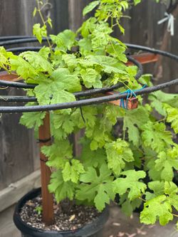 Grape