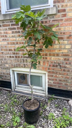 Chicago hardy fig tree 6 feet tall with fruit